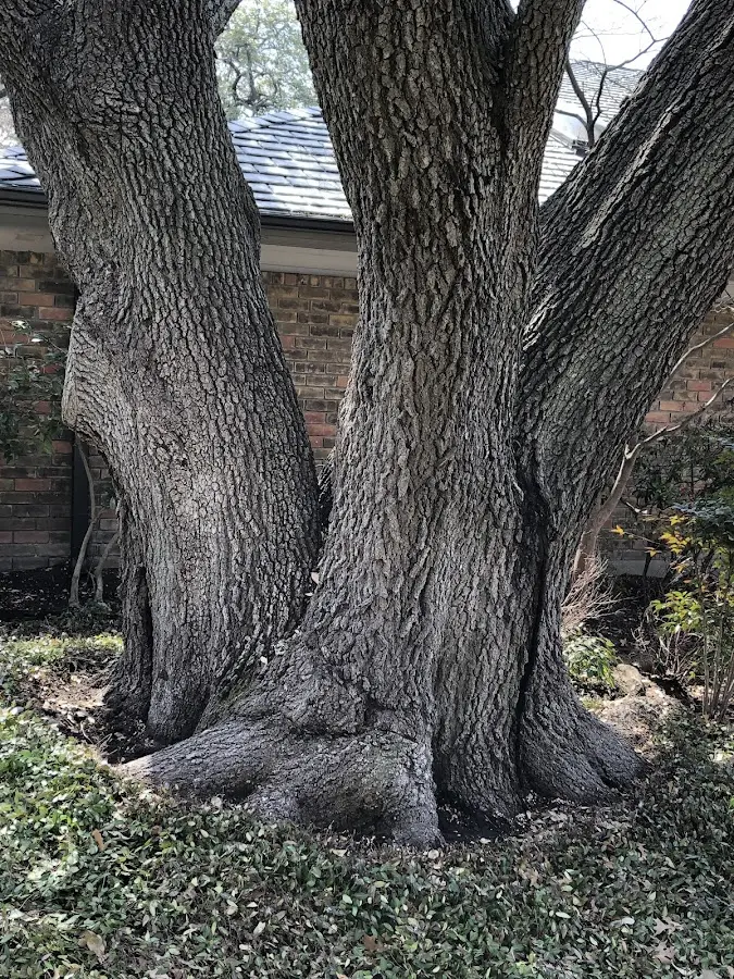 Mature heritage tree close to a Linwood property cared for by certified arborists